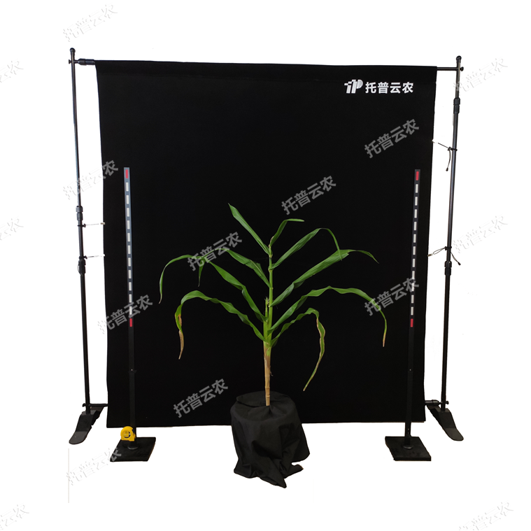 玉米株型分析系统