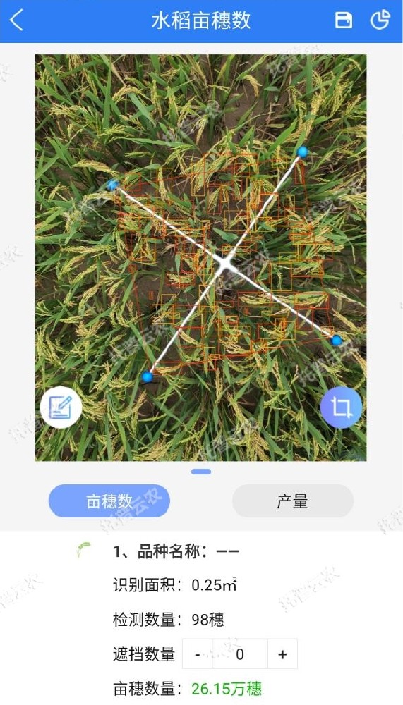 水稻测产，要用精准高效又便捷的亩穗数测量系统
